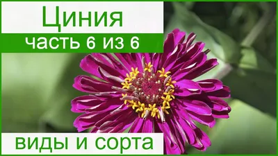 🌻 Виды и сорта цинии – описание - YouTube