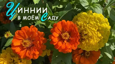 Выращивание цинии из семян. Как получить пышные кустики