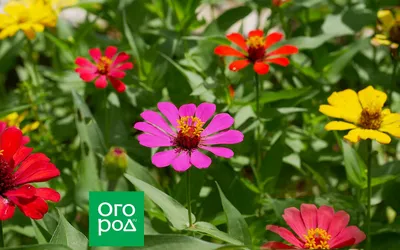 Цинния — яркие цветы в вашем саду | блог интернет - магазина АртФлора
