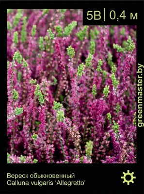 Вереск обыкновенный Calluna vulgaris