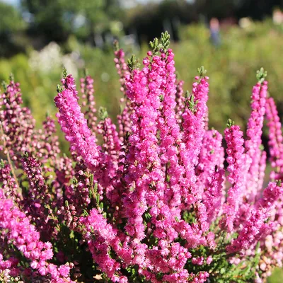 Вереск обыкновенный Calluna vulgaris