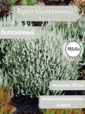 Вереск обыкновенный \"Пинк Беттина\" Calluna vulgaris \"Pink Bettina\"