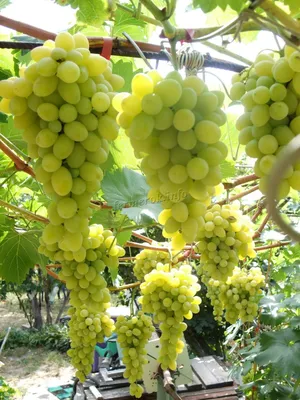 Сорта зеленого винограда фото фото