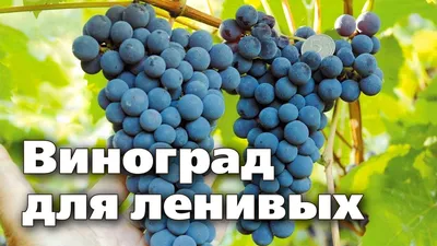 Балтимор - виноград со вкусом зеленого яблока! Невероятные размеры ягоды! -  YouTube