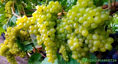 Отзыв о Виноград зеленый Extra Global Seedless Grapes | Зелёный сладкий  и...Без косточек!