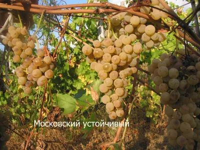 Виноград Саперави - vino.biz.ua