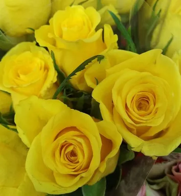 Роза чайно-гибридная Керио (Kerio). Лекс+ (Lex+) - «Самая желтая роза из  всех желтых роз.» | отзывы
