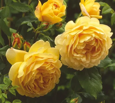 Роза английская Желтая. Саженцы желтых английских роз