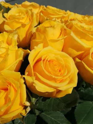 Желтые розы - фото сортов разных групп с названием и описанием