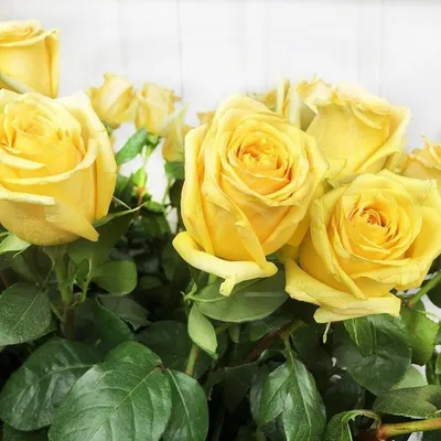 Купить Букет из 25 желтых роз сорта Super Sun в Томске - доставка цветов  МАКИ