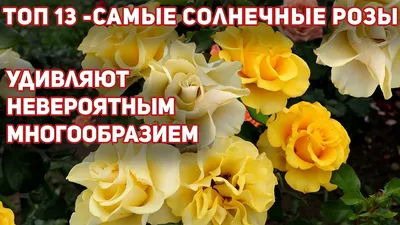 РОЗЫ желтые в моем саду .Сорта указаны, краткое описание под видео #розы  #розыжелтые - YouTube