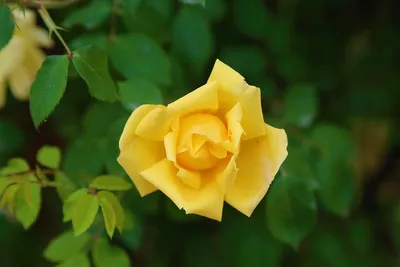 Букет из желтых кустовых пионовидных роз купить от 3600 рублей в Спб с  доставкой | Fleur de Lys