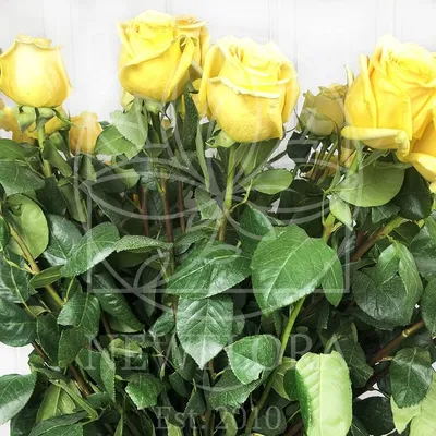 Золото, мед, янтарь: 10 сортов роз с прекрасными желтыми цветами |  Лютики-Цвето4ки | Дзен