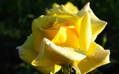Букет желтых роз купить с доставкой по Красноярску - Агава