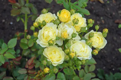 Лучшие сорта желтых роз, или Почему вам не нужен желтый сад -  Рамблер/новости