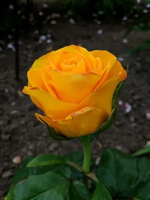 Желтая роза название сорта (72 фото) »