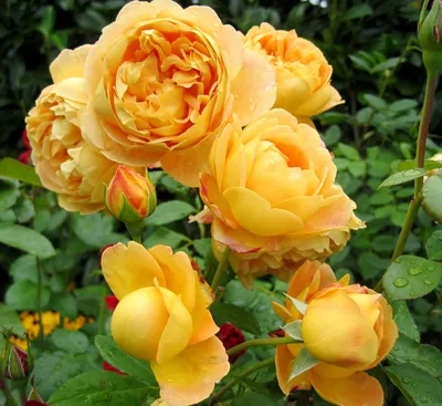 Светло-желтая роза сорт \"Golden Border\"