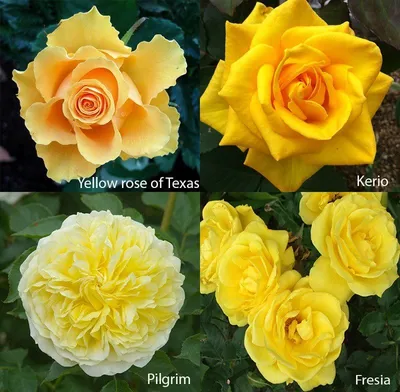 Фото и описание лучших сортов роз | Розы, Чайно-гибридная роза,  Экзотические цветы
