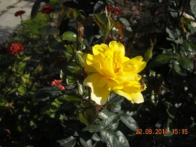 Букет из местных жёлтых роз сорта Илиос | купить жёлтые розы