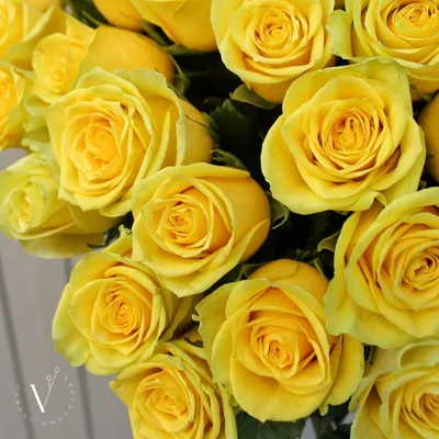 Желтые розы – как правильно сажать, ухаживать и сочетать в ландшафтном  дизайне - Рамблер/новости