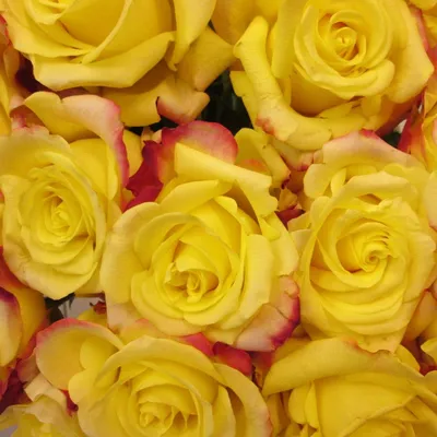 Букет 35 желтых роз для Ваших близких, с доставкой по Запорожью! Наши  флористы с удовольствием соберут для Вас букет из самых свежих цветов!