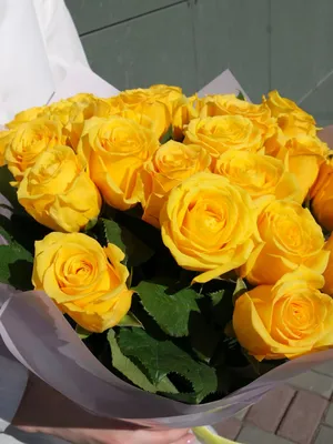 Купить монобукет из 11 белых роз eifloria сорта мондиаль 60 см эквадор с  атласной лентой, цены в Москве на Мегамаркет | Артикул: 600004586241