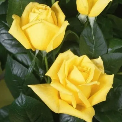Желтые пионовидные розы Санни Трендсеттер | доставка по Москве и области