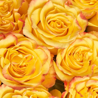 31 роза Эквадор 70 см - SunRose сеть цветочных баз