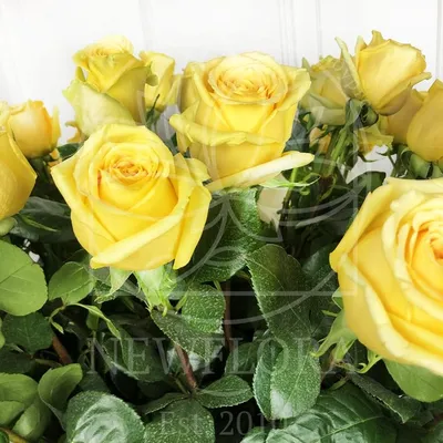 Пионовидные розы Еллоу Баблс 13 желтых роз | доставка по Москве и области