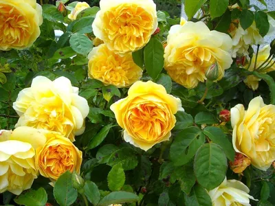 Купить Букет 11 Желтых роз в упаковке крафт для Ваших близких, с доставкой  по Запорожью! Наши флористы с удовольствием соберут для Вас букет из самых  свежих цветов!