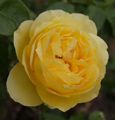 Роза чайно-гибридная сорт \"Ландора\" желтая