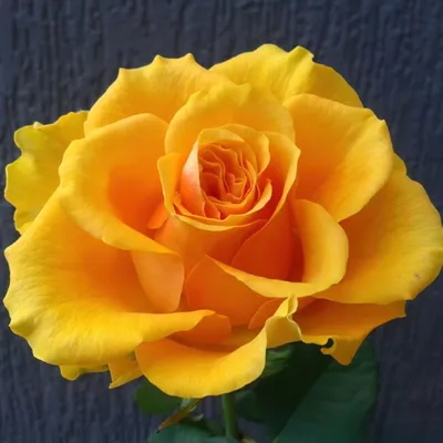 Желтые роз | Оптовые эквадорские розы | Свежесрезанный от Ecoroses