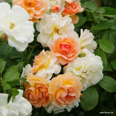Купить 39 розовых роз сорта Аква. Заказать букет курьером по городу Днепр в  Royal-flowers