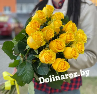 Купить саженцы желтых чайно гибридных роз в Минске в интернет магазине  Долина Растений