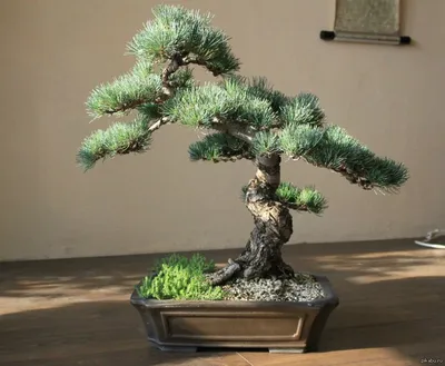 Сосна Бонсай в стиле Шакан (Shakan). Bonsai pine tree in Shakan style. -  YouTube