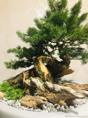 Формирование пре-бонсай из сосны обыкновенной. The first styling of pinus  sylvestris pre-bonsai - YouTube