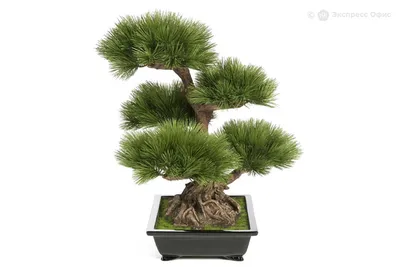 Сосна японская белая - Bonsai Sale