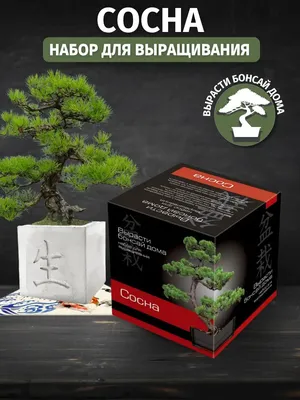 Сосна японская белая - Bonsai Sale