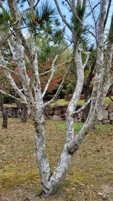 Сосна Бунге Pinus bungeana - Екомалина