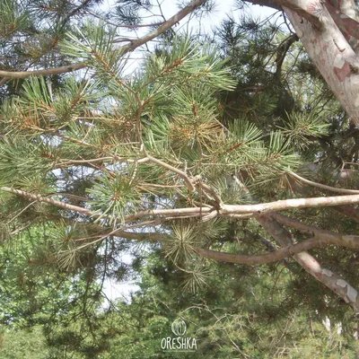 Bunge pine fresh seeds. Pinus bungeana. Oreshka. Rare seeds from around the  world.