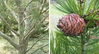 Сосна Bunge/сосна Lacebark/бело-лаянное Bungeana Pinus сосны Стоковое  Изображение - изображение насчитывающей вечнозеленый, орнаментально:  130745235