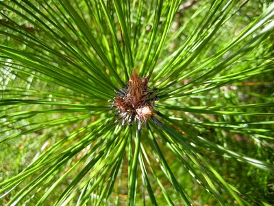 Сосна Bunge/сосна Lacebark/бело-лаянное Bungeana Pinus сосны Стоковое Фото  - изображение насчитывающей взорвать, заплаты: 130830670