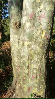 Семена и саженцы Сосна Бунге по почте 🌲