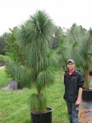 Сосна Бунге (Pinus bungeana) - PictureThis