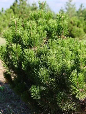 Семена Сосна Бунге (Pinus bungeana), 10 штук — купить в интернет-магазине  по низкой цене на Яндекс Маркете