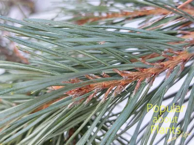 Купить семена Сосна Культера по почте 🌲