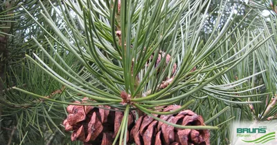 Сосна Бунге, купить, Сосна кружевнокорая, Pinus bungeana, Хвойные деревья  Купить растения в Ростове-на-Дону, Интернет-магазин, питомник растений,  хвойные и лиственные, уличные, плодовые и декоративные деревья и  кустарники, растения, цветы, саженцы ...