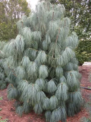 Сосна Бунге, или Сосна белокорая (Pinus bungeana) Считается, что самая  белая кора у березы, но ствол растущей в Китае сосны Бунге намного… |  Instagram