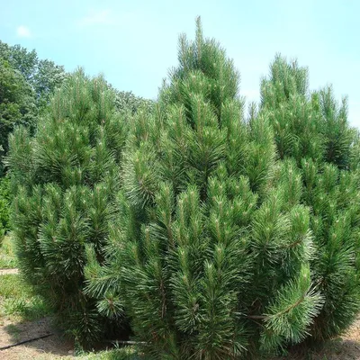 File:Pinus bungeana 2zz.jpg - Wikimedia Commons