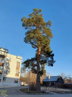 Green Tara - 💚🌲💚🌲сосна Бунге семена 60 грн 10 шт💚🌲 Сосна... | Facebook